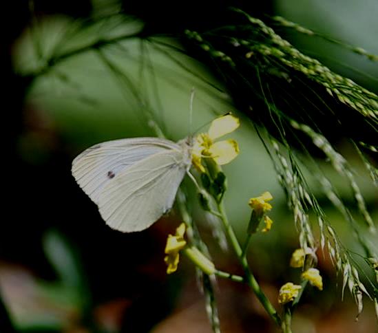 identificazione - Pieris napi